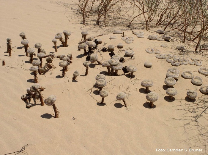 Фолизма сонорская