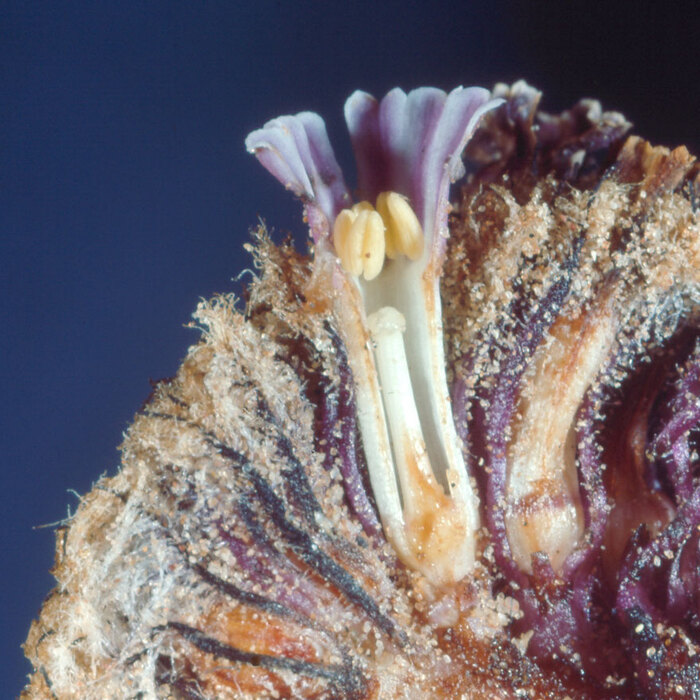 Цветок фолизмы сонорской в разрезе. Фото с сайта <!--noindex--><a href="https://pikabu.ru/story/folizma_sonorskaya_12057500?u=http%3A%2F%2Fpix.botany.org&t=pix.botany.org&h=97895c3b22a09b2bbed66d82b2ef87bf8df192dd" title="http://pix.botany.org" target="_blank" rel="nofollow noopener">pix.botany.org</a><!--/noindex-->