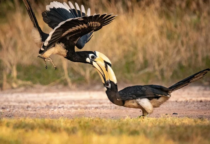 Kiss - Rhinoceros Bird, Malaysia, Southeast Asia, Mating games, Birds, Mating season, The photo, Telegram (link), Longpost, Informative, Wild animals