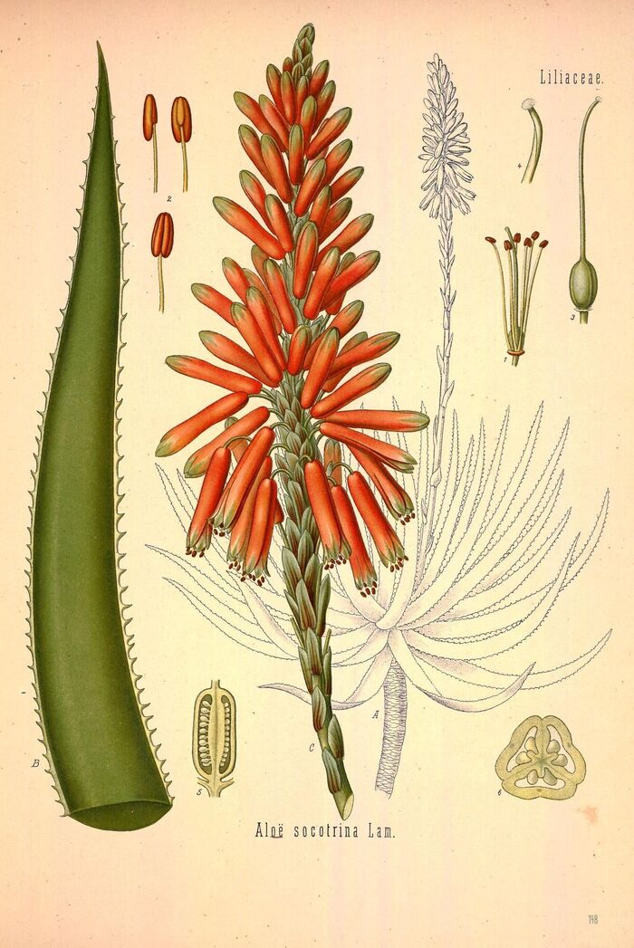  .       ʸ, 1887 .