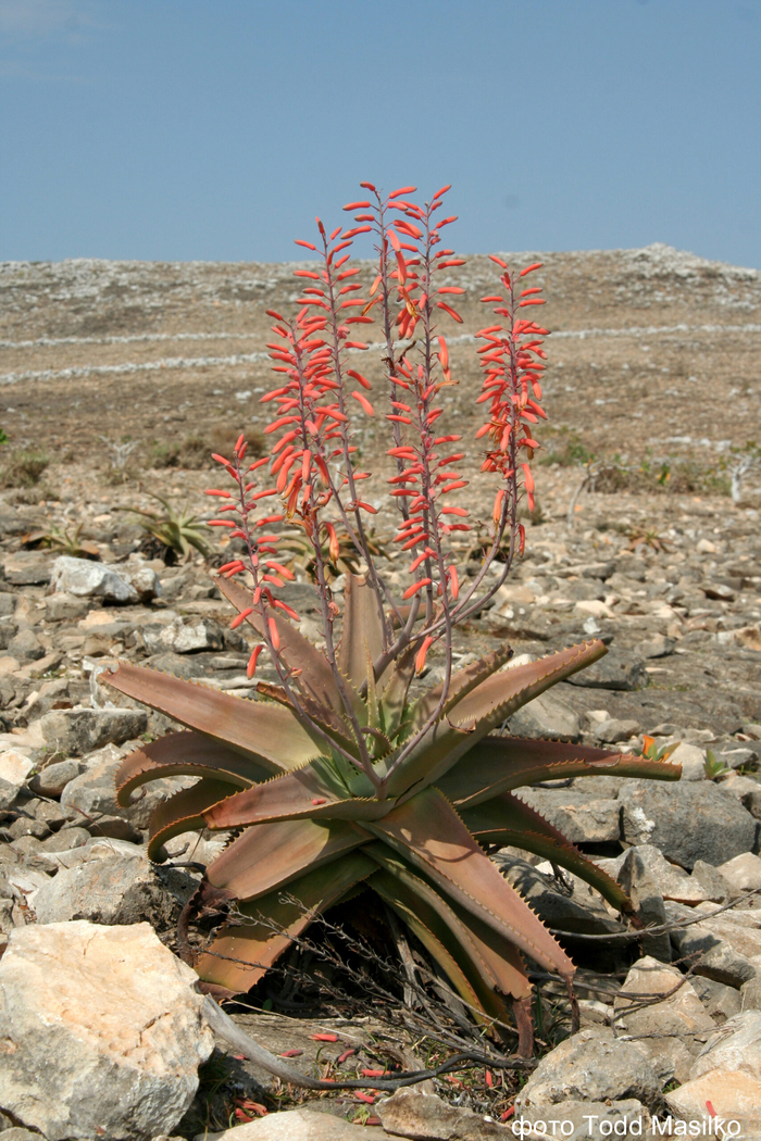 Алоэ на Сокотре