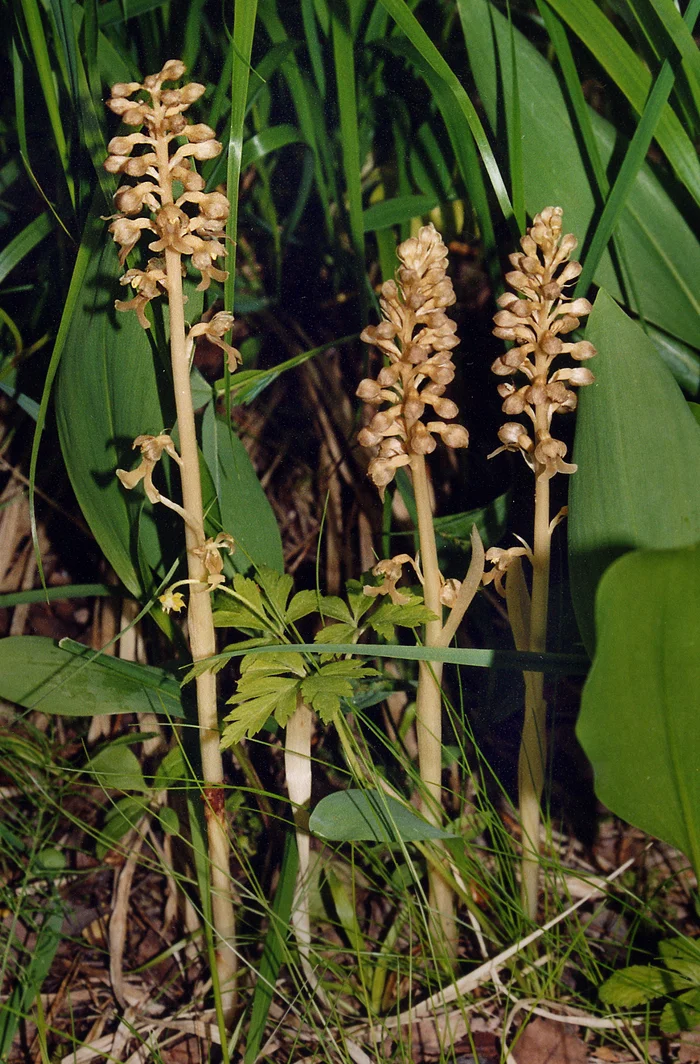 Northern orchid - neottia, also known as true nest orchid - My, Orchids, Plants, Botany, Entertaining botany, Botanical Museum, The Wilds of Botany, Longpost