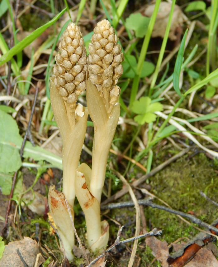 Растение в бутонах. Фото Е. Спиваковского с сайта <!--noindex--><a href="https://pikabu.ru/story/severnaya_orkhideya__neottiya_ona_zhe_gnezdovka_nastoyashchaya_12060862?u=http%3A%2F%2Fplantarium.ru&t=plantarium.ru&h=a99e55320aea562513d8f75971d3e7338d0dbe18" title="http://plantarium.ru" target="_blank" rel="nofollow noopener">plantarium.ru</a><!--/noindex-->