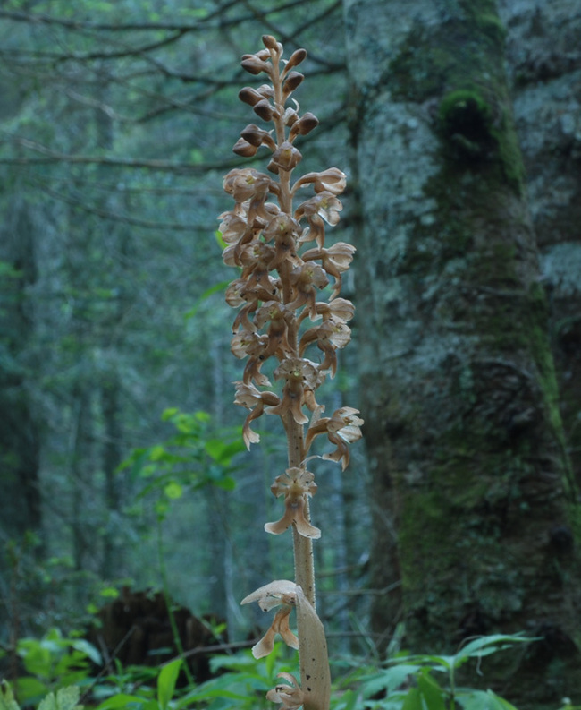 Northern orchid - neottia, also known as true nest orchid - My, Orchids, Plants, Botany, Entertaining botany, Botanical Museum, The Wilds of Botany, Longpost