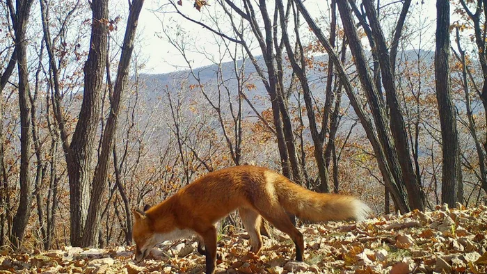 Actively searching - Fox, The photo, Wild animals, wildlife, Canines, National park, Land of the Leopard, Primorsky Krai, Autumn