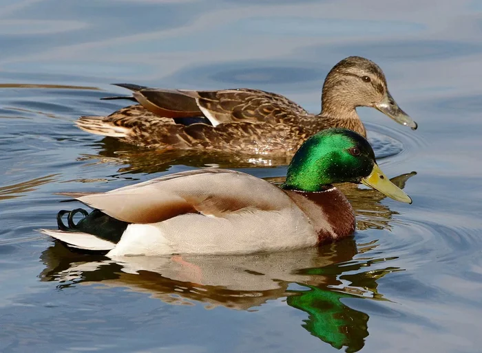 Question for residents of the Moscow region - Hunting, Wild ducks, Question, No rating