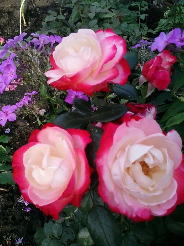 August. Roses and phloxes - My, The photo, Summer, Flowers, Garden, Nature, the Rose