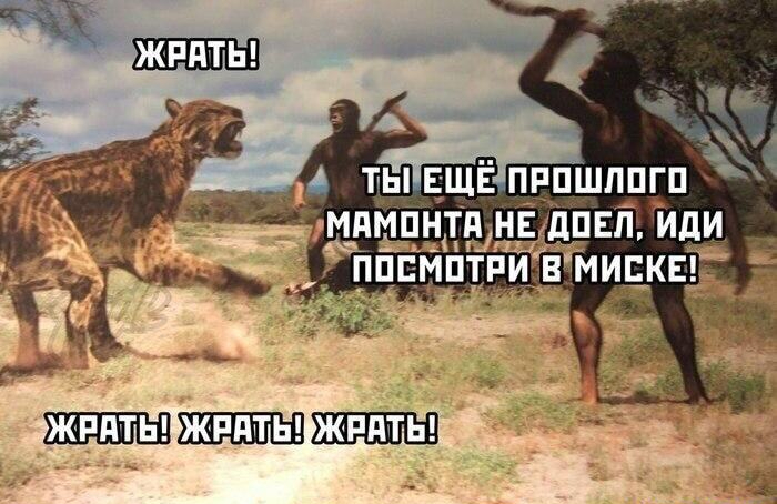 Domestication of cats - Humor, Picture with text, cat, Tiger, Primitive people, Saber-toothed tiger