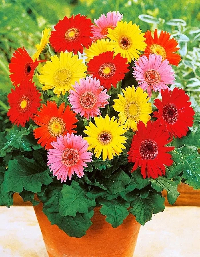 Gerbera indoor - My, Houseplants, Plants, Flowers, Bloom, Gardening, Gerberas, Longpost