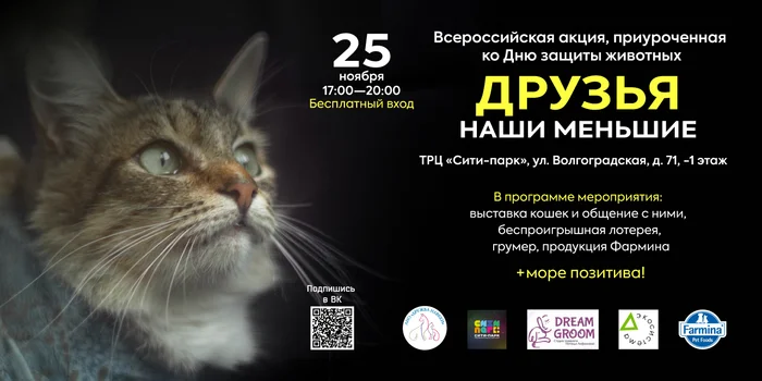 Meeting point at City Park Shopping Center - Saransk, Mordovia, The festival, Poster, Helping animals, cat