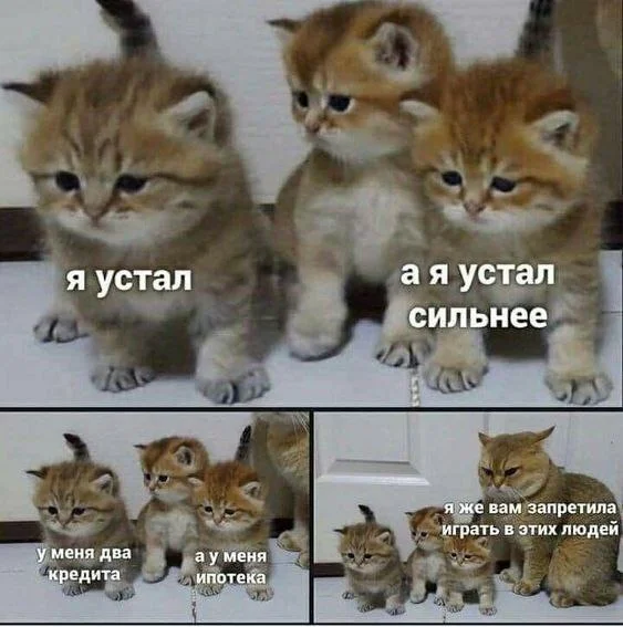 About fatigue - Picture with text, Humor, cat, Memes, Psychology, Психолог, Age, Dialog, Expectation and reality, Sad humor, Kittens, Vital, Irony, Telegram (link), Fatigue, People