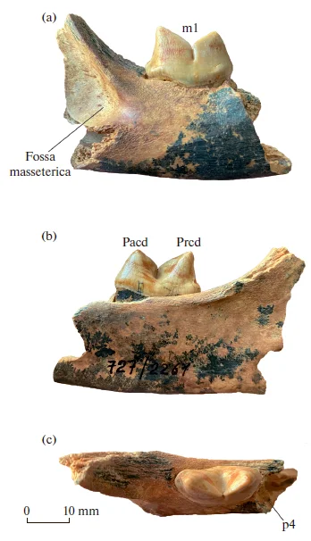 Ancient Cheetah from Crimea - Paleontology, Pleistocene, Crimea, Extinct species, Cheetah, The science, Scientists, Longpost