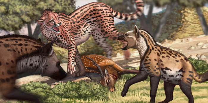 Плейстоценовый гепард защищает свою добычу от гигантских короткомордых гиен. Художественная реконструкция: J. Ye (Jiangzuo et al., 2024).