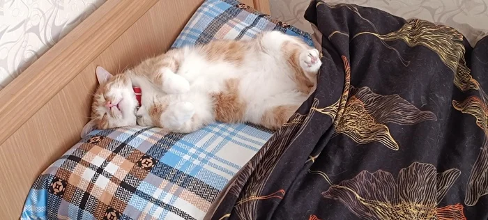 Ответ на пост «Новости про кису мейн куна, которую принесли на усыпление. Она в новом доме и все отлично» - Спасение животных, Кот, Нашел дом, Мейн-кун, Вертикальное видео, Ответ на пост, Длиннопост