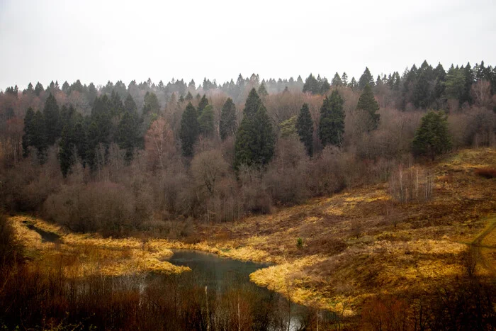 Autumn forest - My, Images, The photo, Forest, Autumn, Photographer, Nature, Beautiful view