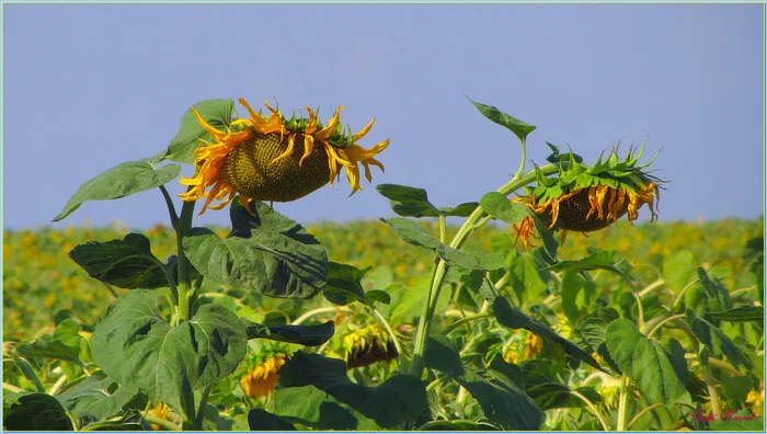 Sunflowers - My, The photo, Nature, Landscape, Summer, Sunflower