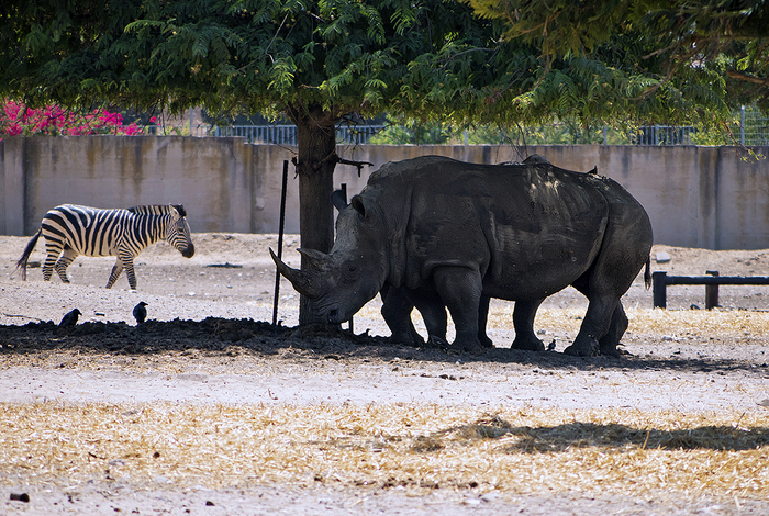 Скока, скока ног у носорога?