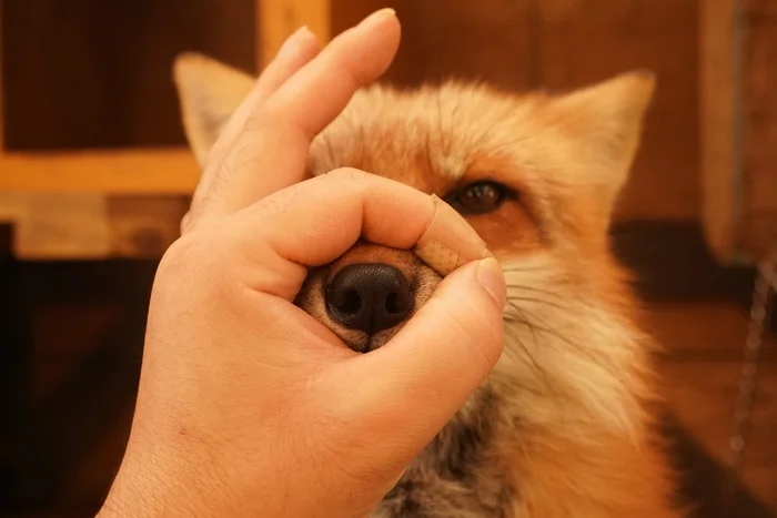 Boop - The photo, Fox, Animals, Nose, Hand, Fingers, Person