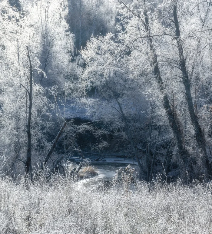 Blue - blue frost - Plants, Frost, November, Kirov region, The photo, Beautiful view, Landscape