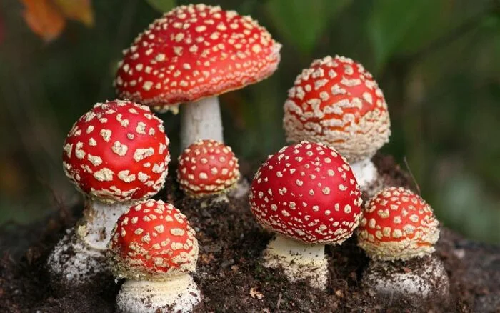 About mushrooms - My, Life stories, Family, Situation, Village, Mushrooms, Fly agaric, Memories, I, Danger, Stupidity, Observation, Feces, Shame, Mat, Stupidity, Longpost