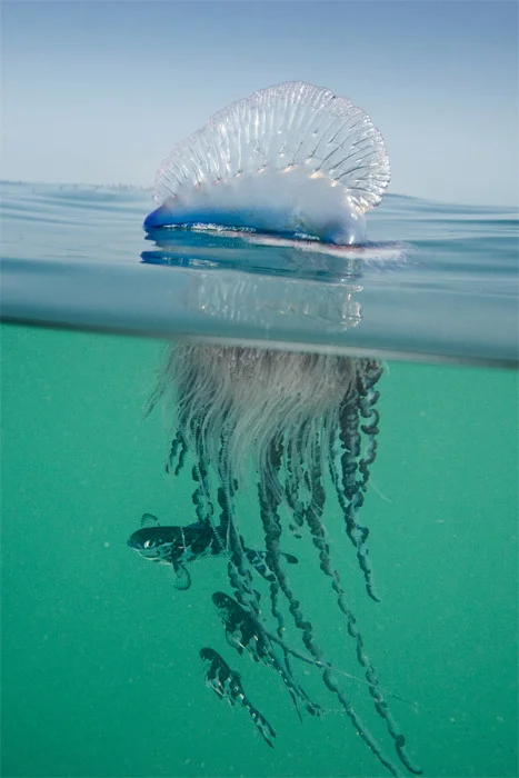 Portuguese Man of War, or Physalia - Animals, Invertebrates, Portuguese boat, Unusual, Beach, Ocean, Bologia, Video, Longpost