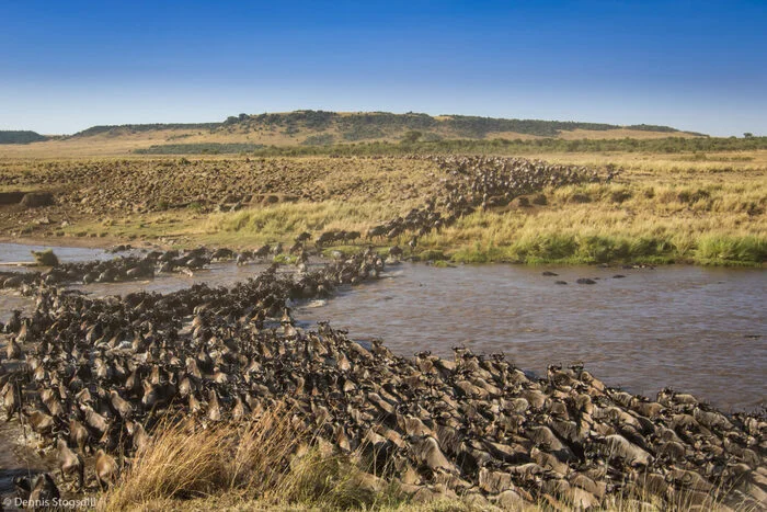 Around 300,000 wildebeest cross the Mara River - Wildebeest, Artiodactyls, Wild animals, wildlife, Reserves and sanctuaries, Masai Mara, Africa, River, Crossing, The photo