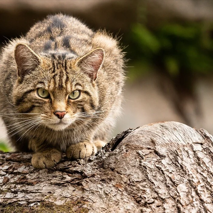 Scottish Wildcat - Forest cat, Small cats, Cat family, Predatory animals, Wild animals, Zoo, The photo