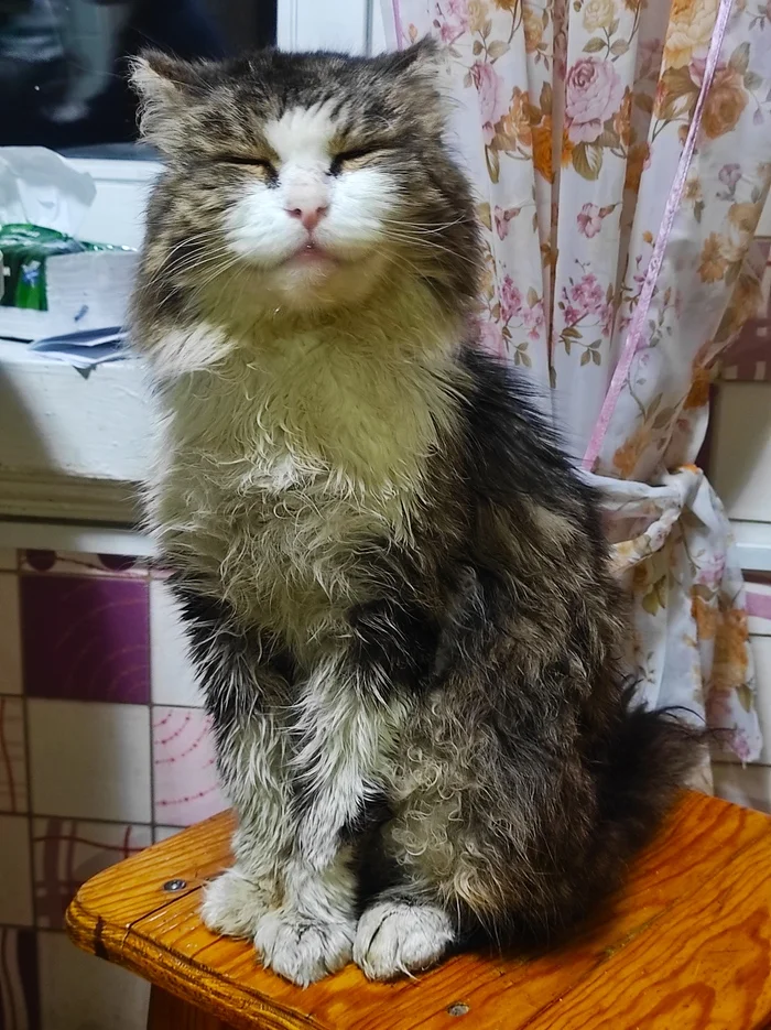 Our Kitty after the bath - My, Village, Сельское хозяйство, Village, Harvest, Garden, cat, Pets, The photo