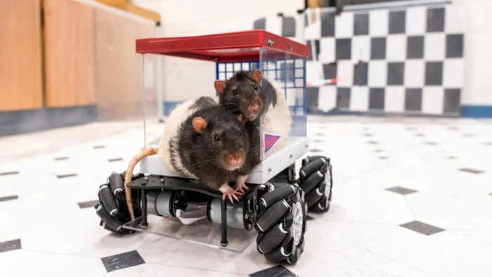 Scientists have proven that rats get a thrill from driving cars - Innovations, Technologies, Humor, Scientists, Rat, Testing