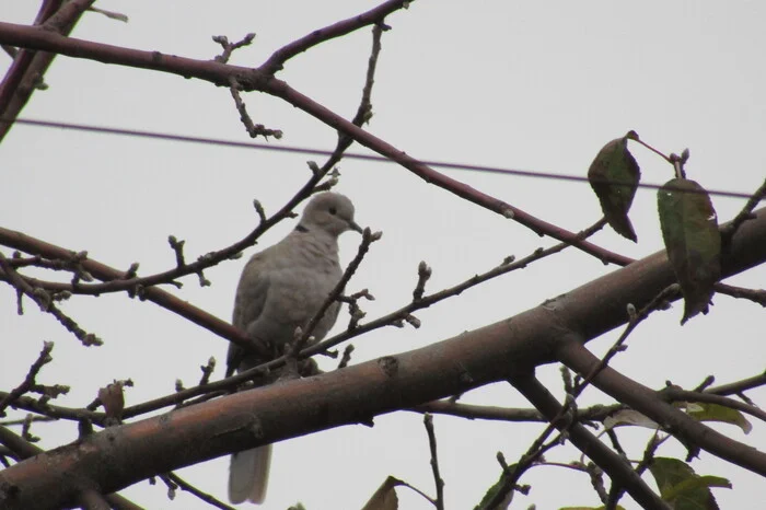 Who is this? - My, Village, Birds, Autumn, The photo