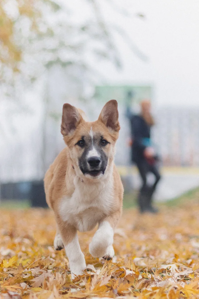 Frankie the puppy is looking for a family! - My, Puppies, In good hands, Homeless animals, Moscow, Helping animals, Animals, Milota, Friend, Dog, Longpost