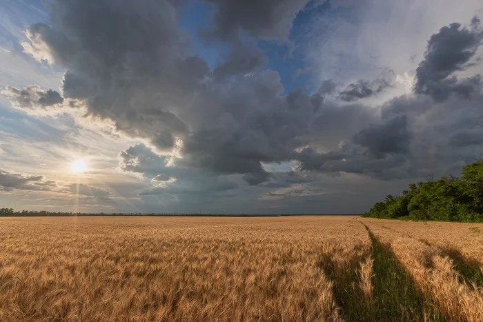 Evening in July - My, Rostov region, Sunset, Field, Landscape, The photo