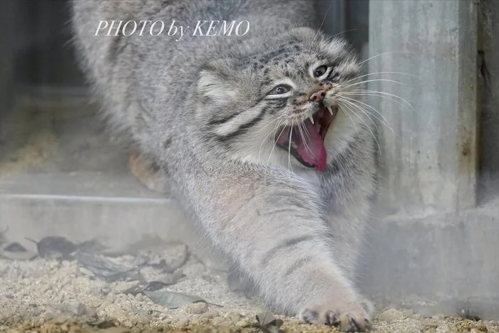 Cheerful morning!!! - Wild animals, Zoo, Predatory animals, Cat family, Pallas' cat, Small cats, Yawn