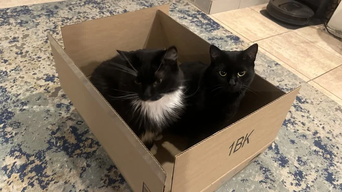 In the box - My, cat, Fluffy, The photo, Pet the cat, Longpost, Pets, Box