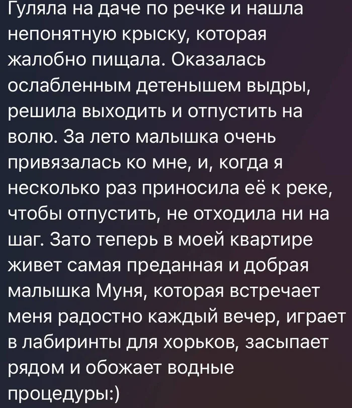 Крыска Муня - Выдра, Друг, Telegram (ссылка), Скриншот