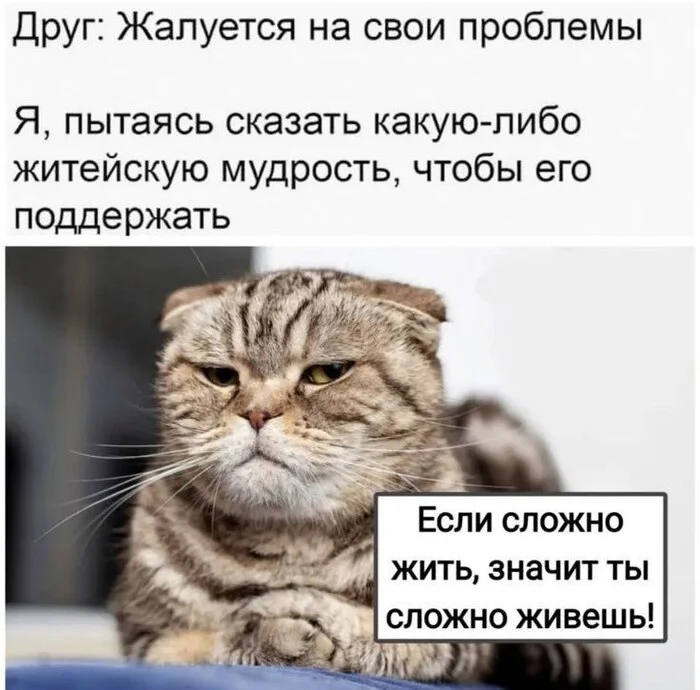 Support - Picture with text, Humor, cat, Memes, Psychology, Психолог, Sad humor, Expectation and reality, Age, A life, Vital, Dialog, Irony, Problem, Telegram (link)