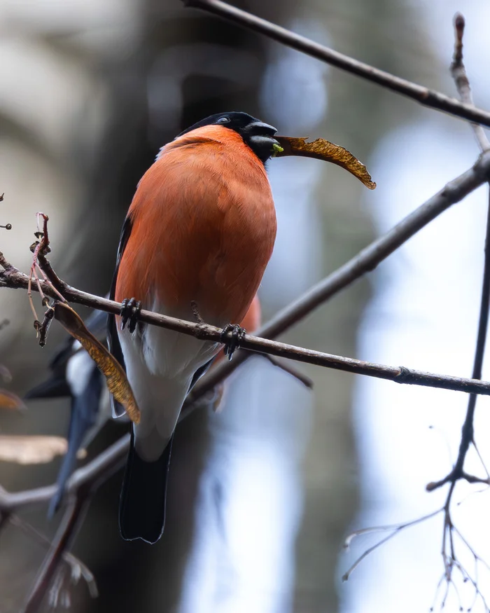 Bullfinch on a maple tree, eating - My, Ornithology League, Bird watching, Birds, Saint Petersburg, Bullfinches