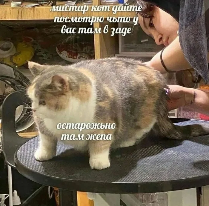 Ass - Humor, Picture with text, Booty, cat, Fat cats