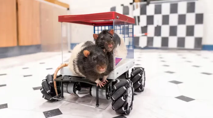 Lab Rats Learn to Drive and They Love It - Rat, Auto, Rodents, Research, news, Scientists, Video, Youtube, Longpost