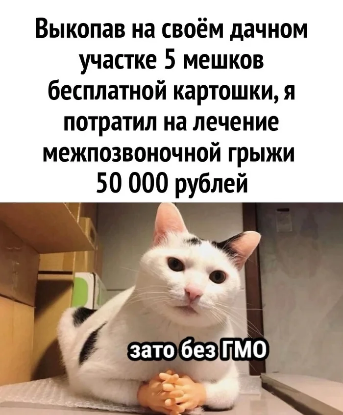 Non-GMO - Picture with text, Humor, Potato, Hernia, Repeat, Memes, cat