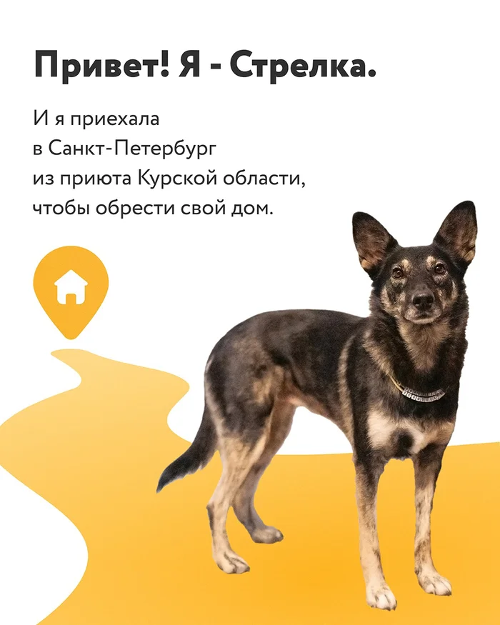 Remember the dog Strelka, who got lost in St. Petersburg? She continues to wait for her family! - My, Dog, Animal shelter, Animal Rescue, The strength of the Peekaboo, In good hands, Longpost