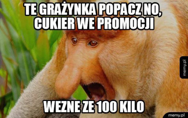 Why is a Pole a long-nosed monkey? - Emigration, Village, Memes, Poland, Mat, Longpost