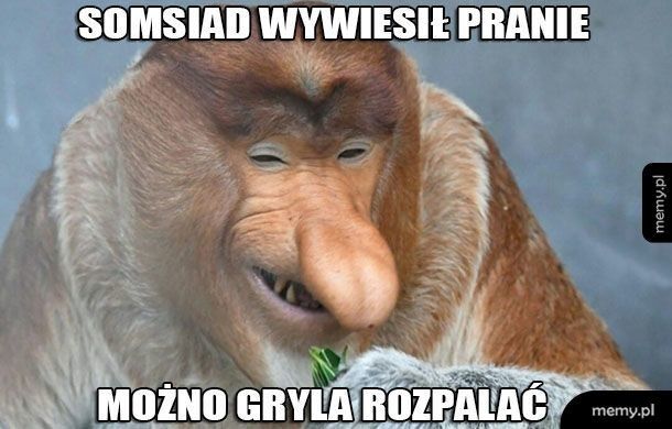 Why is a Pole a long-nosed monkey? - Emigration, Village, Memes, Poland, Mat, Longpost