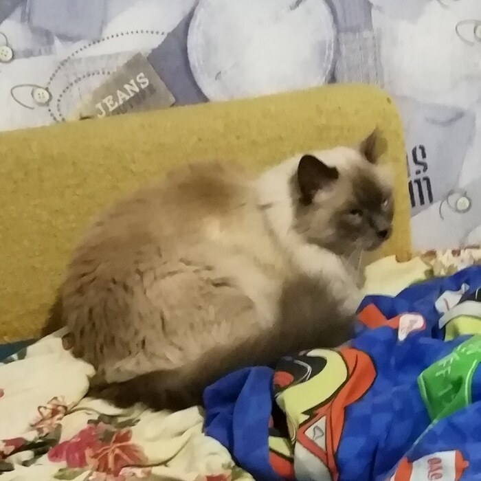 Сидит в мыле