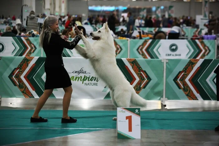 Eurasia. RKF President's Cup - My, Exhibition, Dog, RKF, Dog breeds, Longpost