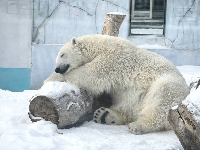 Медведи не впадают в спячку из-за теплой погоды