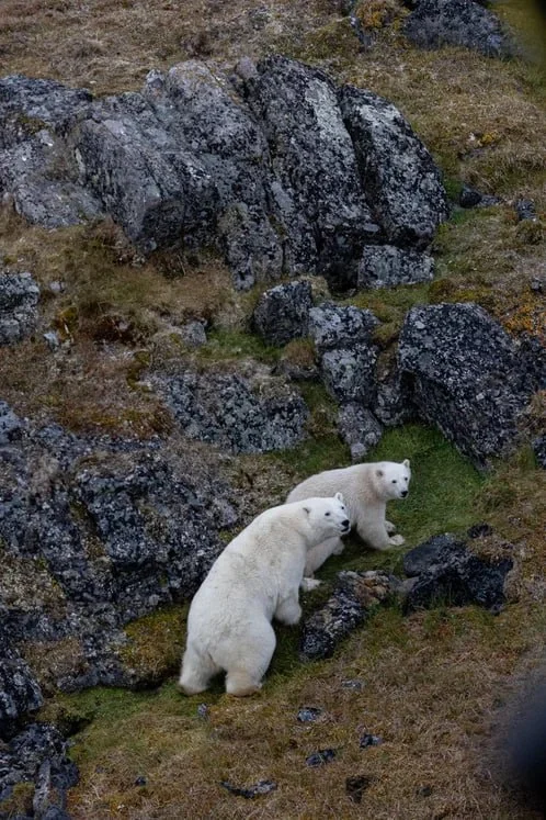 Scientists have learned to track the migration of male polar bears - Polar bear, Predatory animals, Wild animals, wildlife, Migration, Russian scientists, Protection of Nature, Риа Новости, Sensor, Tracing, Telegram (link)