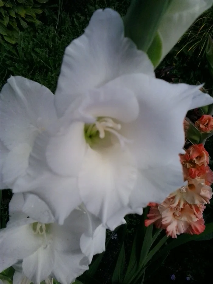 August. Gladioli - My, The photo, Summer, Flowers, Garden, Gladiolus