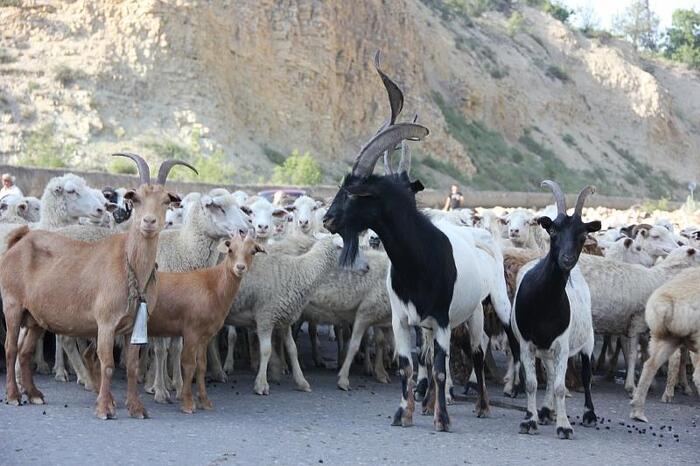 A man crashed into a herd of goats on the highway, damaged his car and sued the owner of the animals. But not everything is so clear-cut... - My, Negative, Road accident, Herd, Goat, No accident happened, Violation of traffic rules, Court, Traffic rules, Motorists, Driver