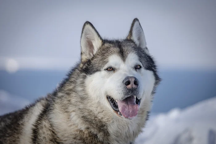 Dogs from Spitsbergen are looking for a new home - My, Dog, No rating, Spitsbergen, Arctic, Husky, Samoyed, Siberian Husky, Longpost, In good hands